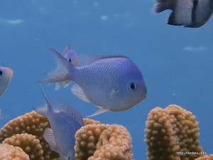 デバスズメダイ