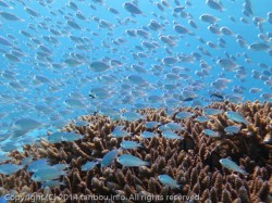 デバスズメダイ