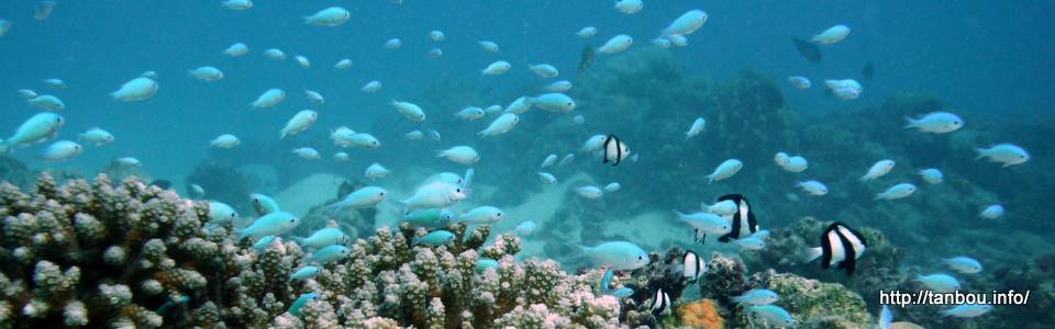 デバスズメダイ