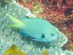 キホシスズメダイ