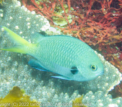 キホシスズメダイ