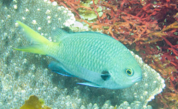 キホシスズメダイ