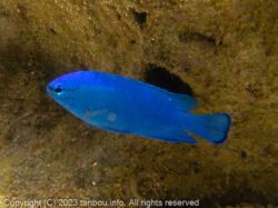 ルリスズメダイ