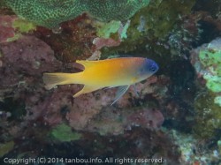 レモンスズメダイ