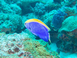 セナキルリスズメダイ