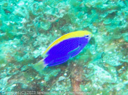 セナキルリスズメダイ