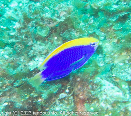 セナキルリスズメダイ