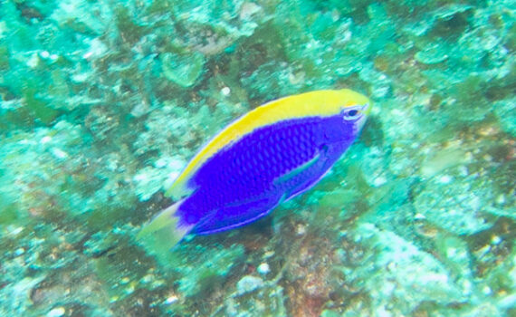 セナキルリスズメダイ