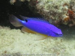 サウスシーズデビル