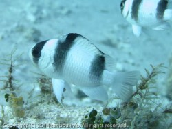 ミスジスズメダイ