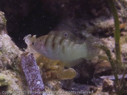 シチセンムスメベラ