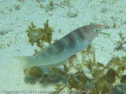 シチセンムスメベラ