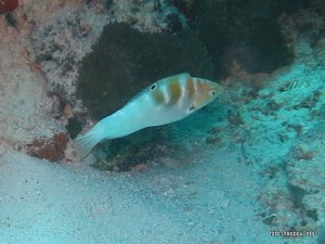 シチセンムスメベラ