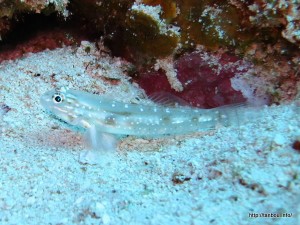 ブライドルドゴビー