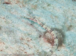 クチナガイシヨウジ