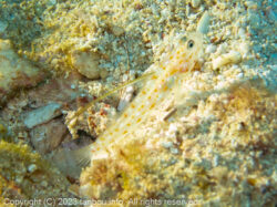 ハタタテシノビハゼ