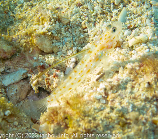 ハタタテシノビハゼ