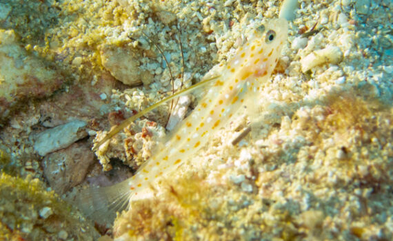 ハタタテシノビハゼ