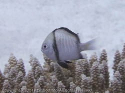 フタスジリュウキュウスズメダイ