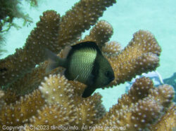フタスジリュウキュウスズメダイ