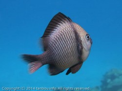 フタスジリュウキュウスズメダイ