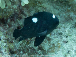 ミツボシクロスズメダイ