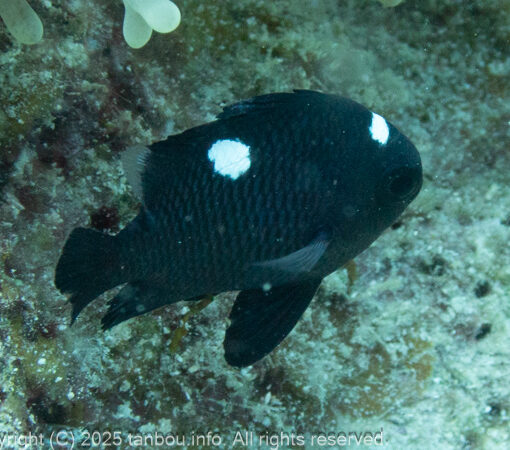 ミツボシクロスズメダイ