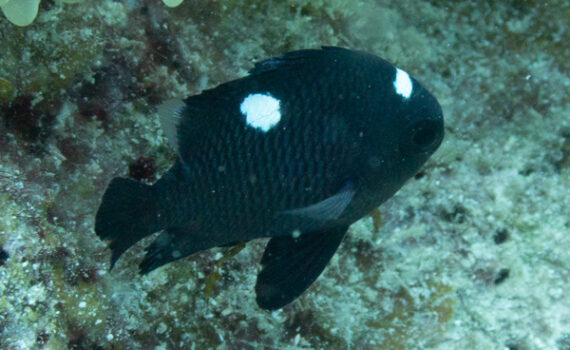 ミツボシクロスズメダイ