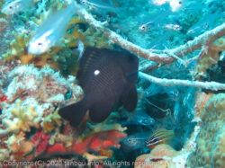 ミツボシクロスズメダイ