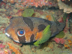 ヒトヅラハリセンボン