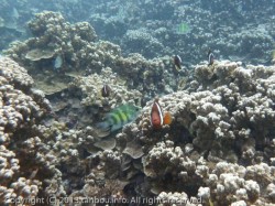 ダスキーアネモネフィッシュ