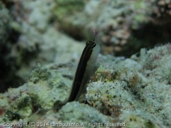 ヒトスジギンポ