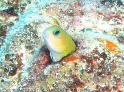 ハナダイギンポ