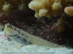 イシガキカエルウオ