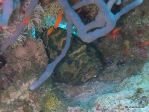 アカマダラハタ