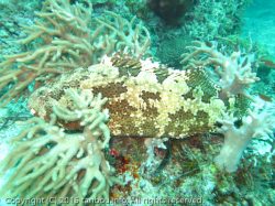 アカマダラハタ