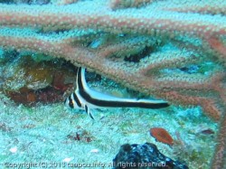 スポッテッドドラム