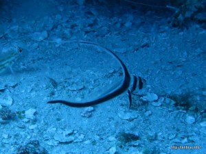 スポッテッドドラム