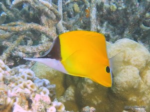 フエヤッコダイ