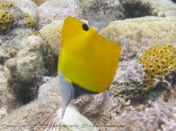 フエヤッコダイ