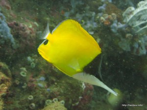 フエヤッコダイ