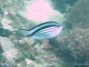 タテジマヤッコ