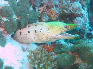 ヘリゴイシウツボ