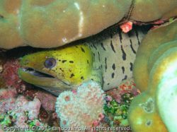 ヘリゴイシウツボ