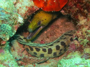 ヘリゴイシウツボ