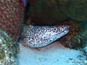 スポッテッドモレイ