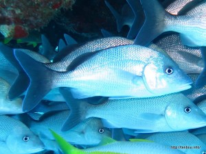 ホワイトマーゲイト