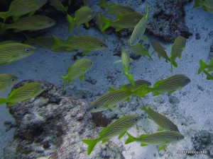 フレンチグラント