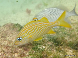 フレンチグラント