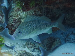 アオスジイサキ